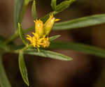 Flat-top goldentop